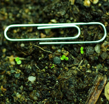 معرفی و راهنمای پرورش سبزی جات برگی - پچولی/نعناع هندی